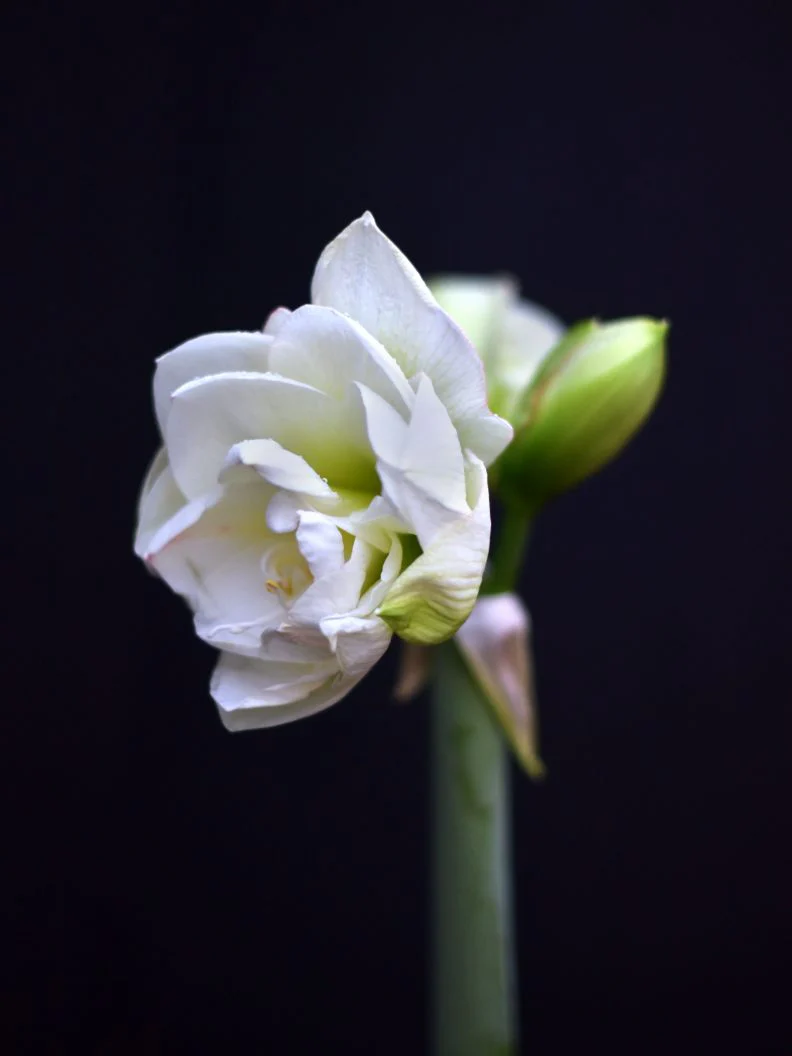 Miniatyrbild 1