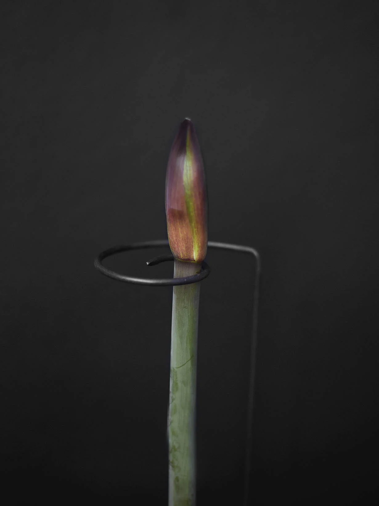 Miniatyrbild 2