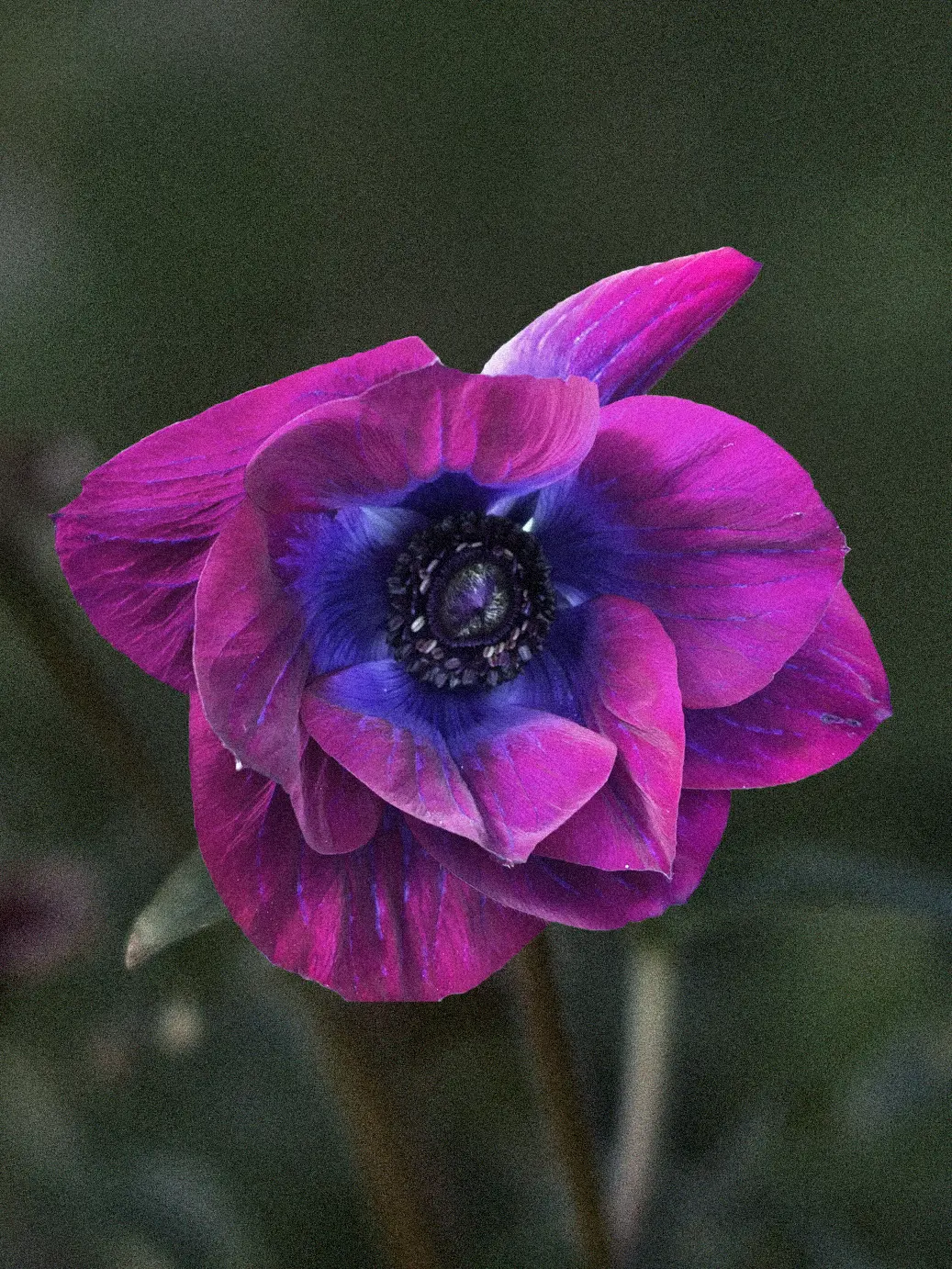 Miniatyrbild 1
