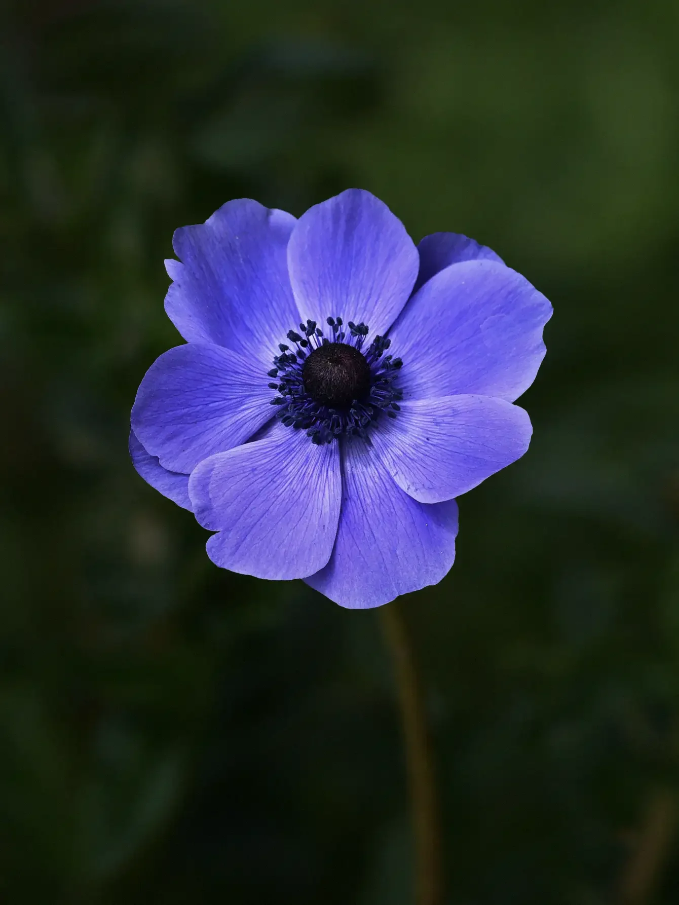 Miniatyrbild 1