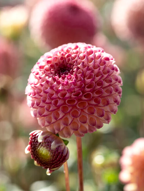 Miniatyrbild 1