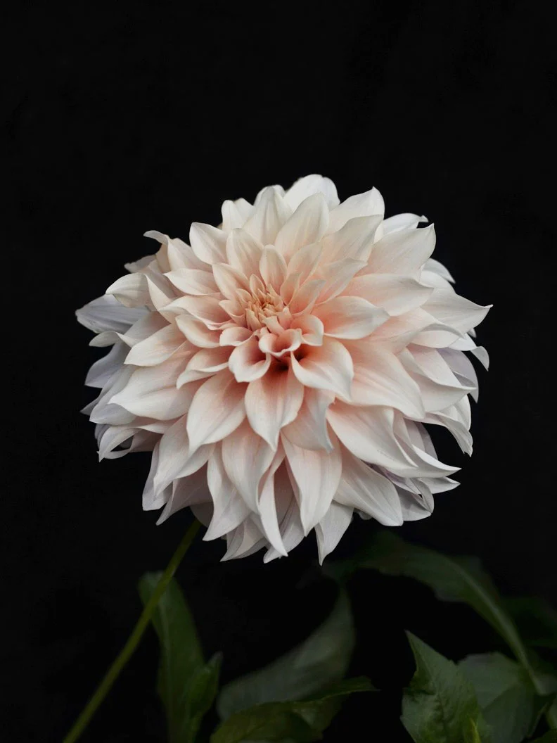 Miniatyrbild 1
