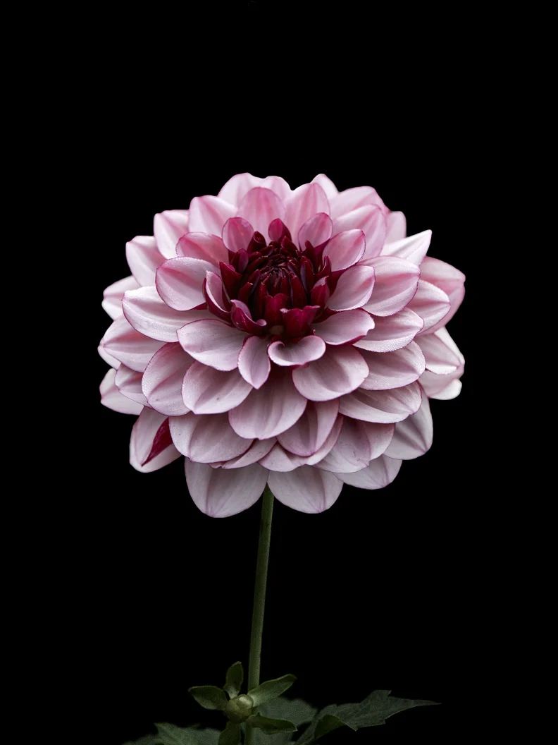 Miniatyrbild 1