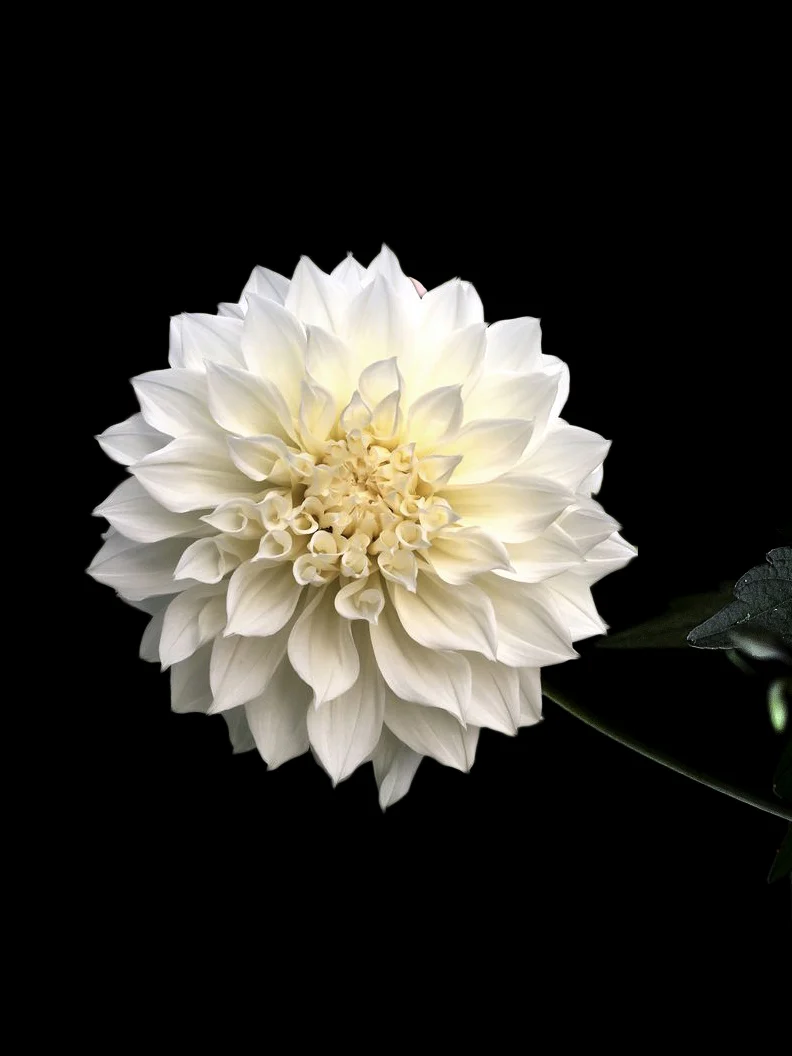Miniatyrbild 1