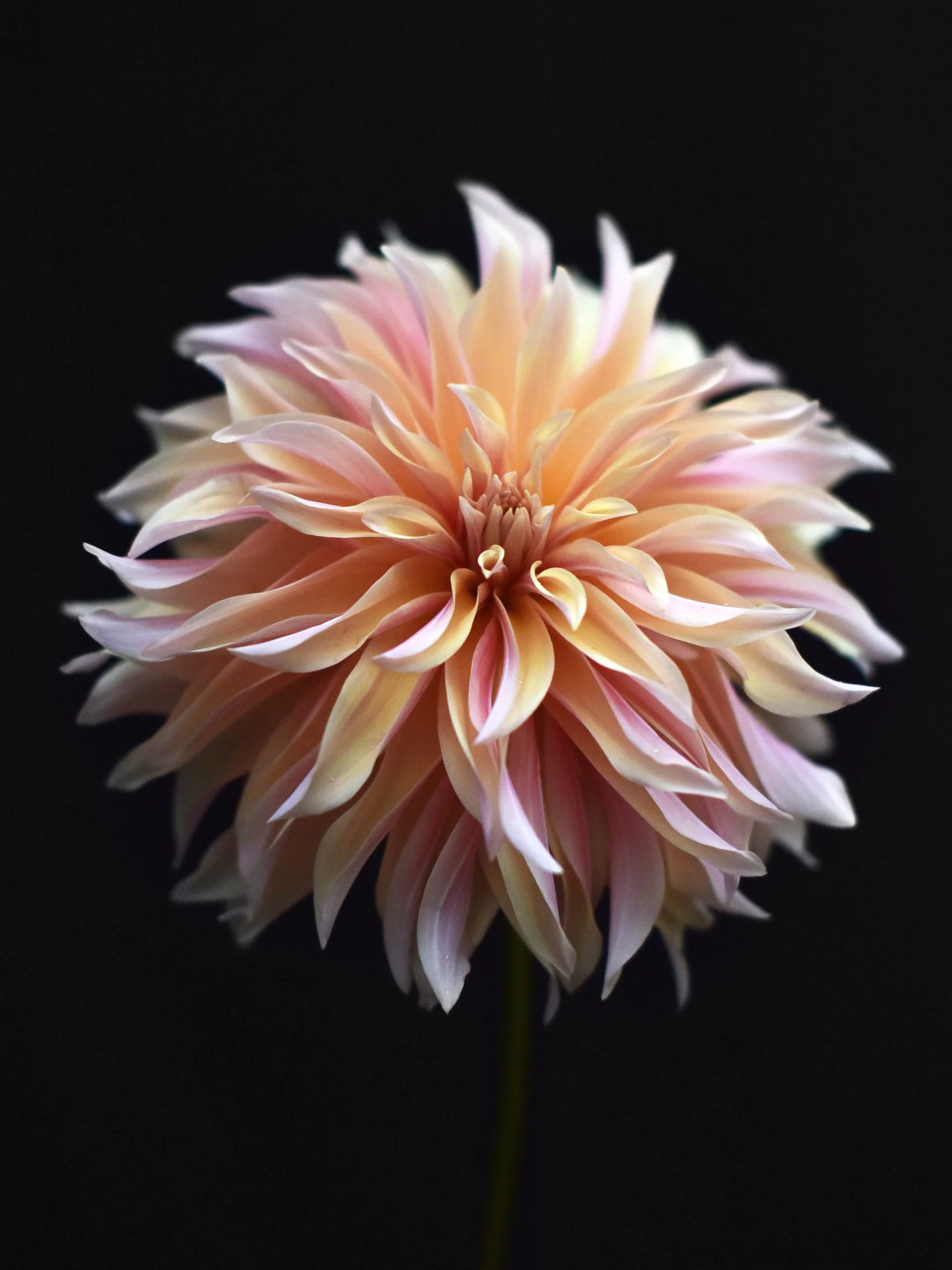 Miniatyrbild 2