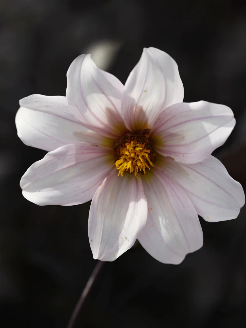 Miniatyrbild 1
