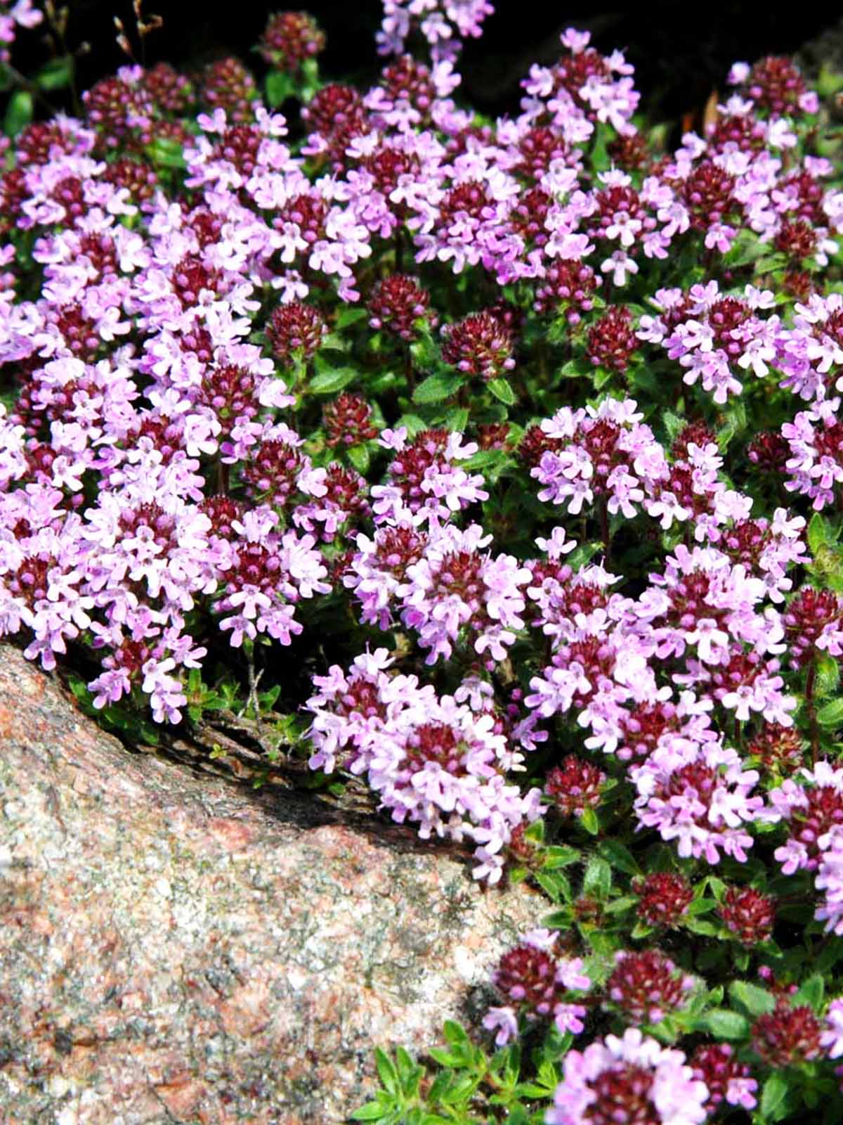 Miniatyrbild 2