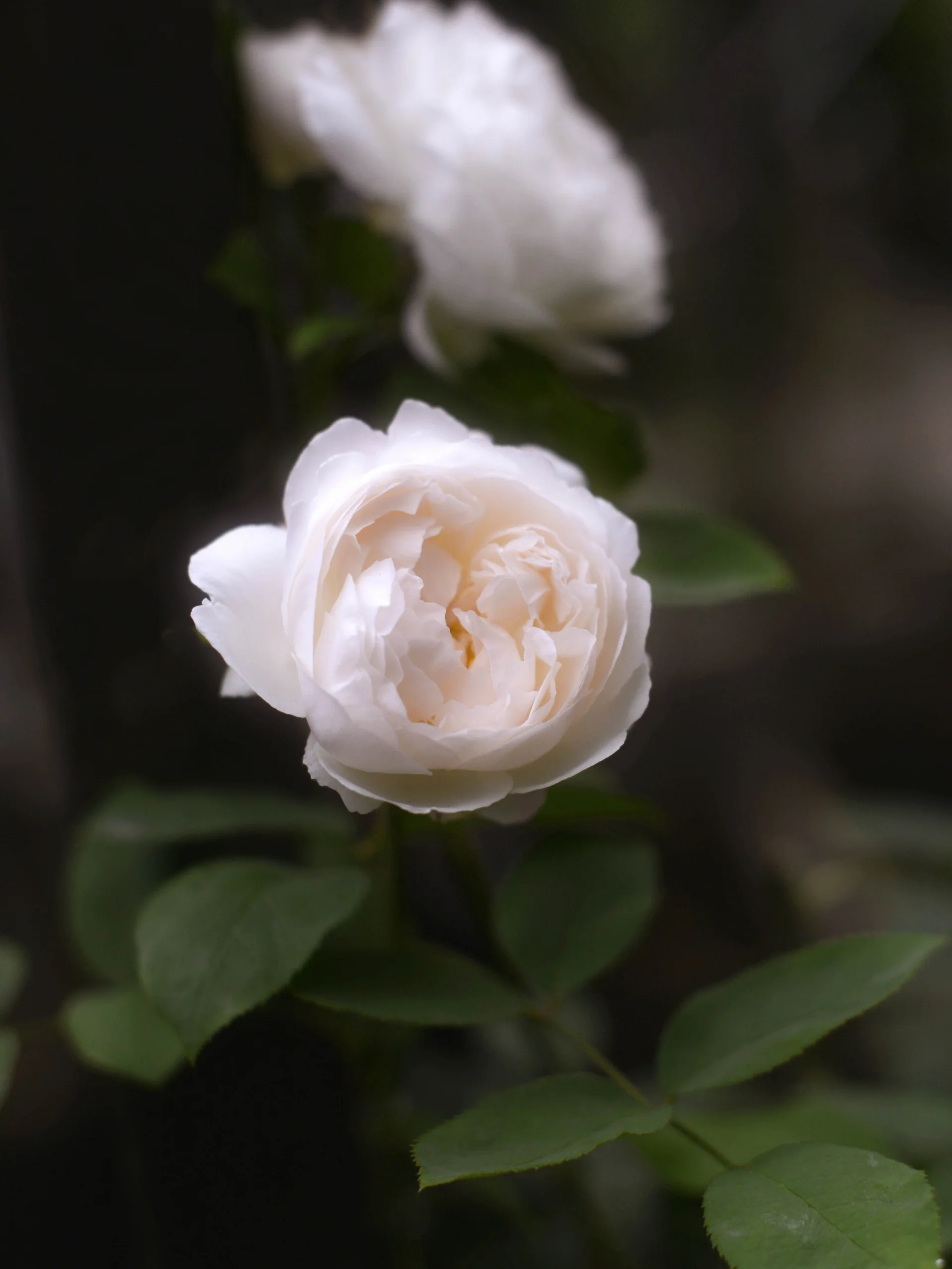 Miniatyrbild 1