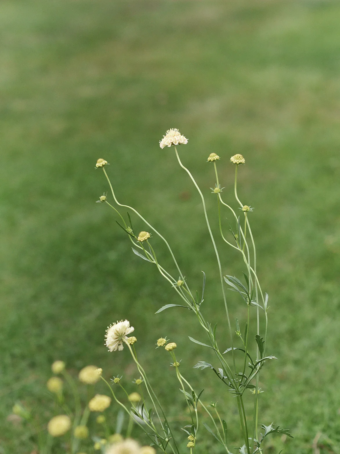 Miniatyrbild 1
