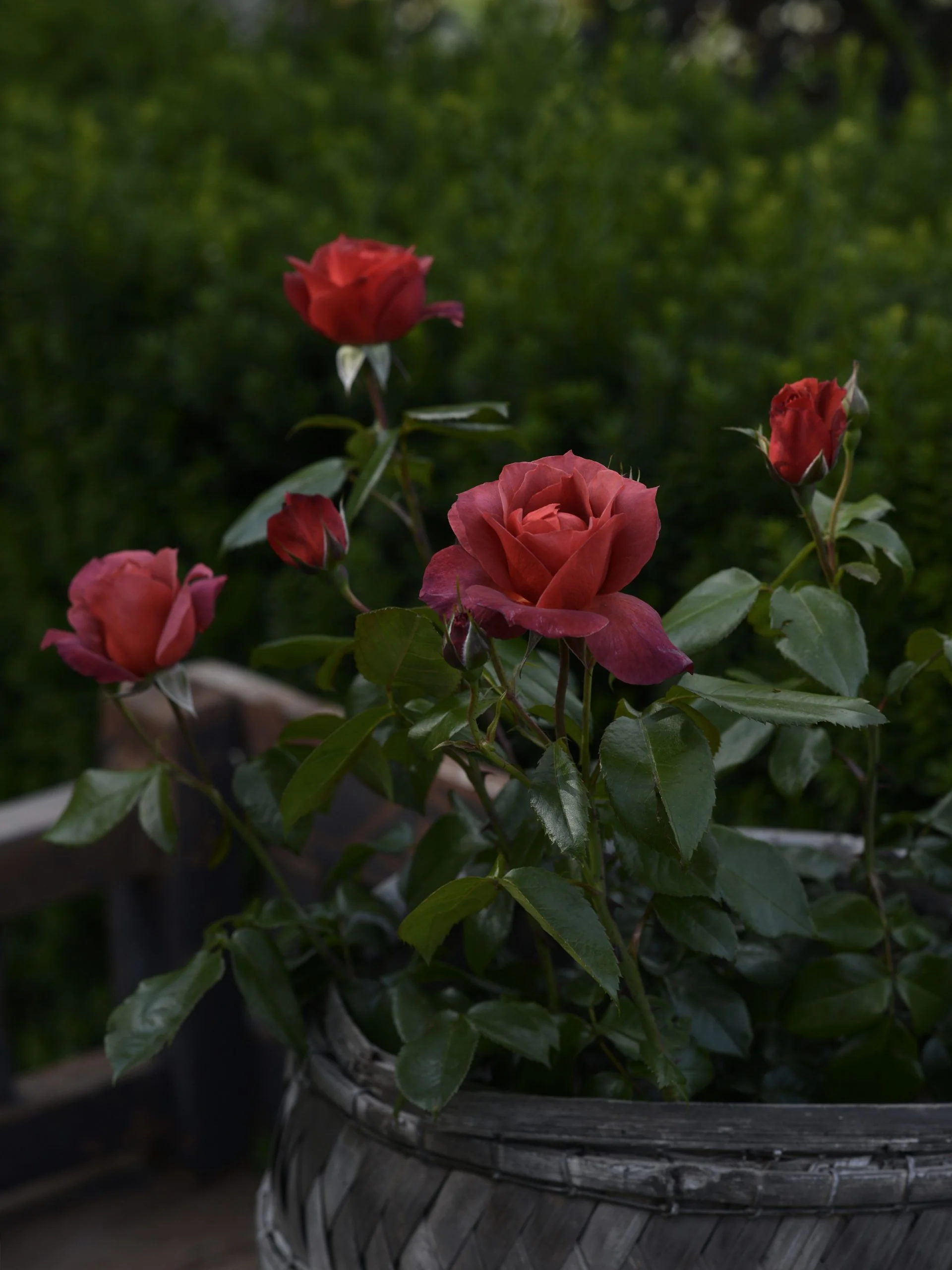 Miniatyrbild 2